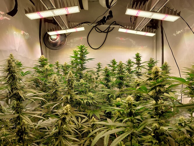 Growreport Bild 1
