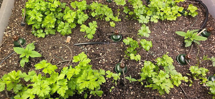 Growreport Bild 5