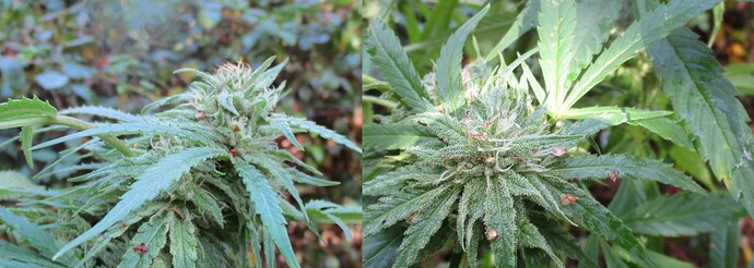 Easy Sativa Ende September2