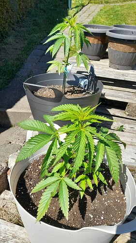 Growreport Bild 4