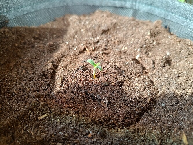 IMG_20240414_171202888_HDR