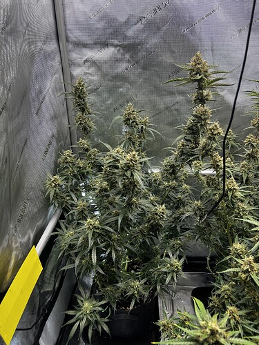 Growreport Bild 1