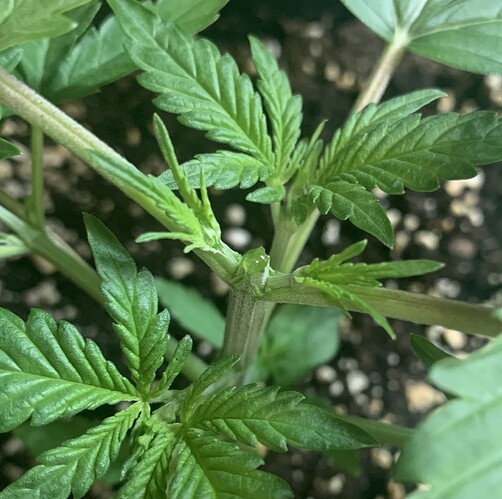 Growreport Bild 3