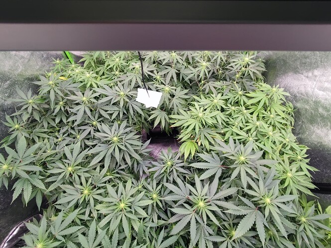 Growreport Bild 4