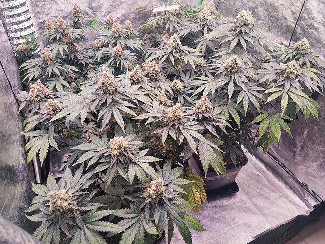 Growreport Bild 23