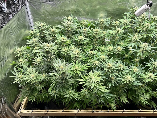 Eine Gruppe von blühenden Cannabispflanzen in einem Zelt, mit sichtbaren Lüftern und Lampen.