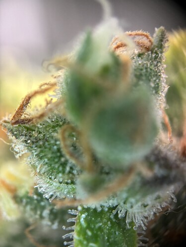 Growreport Bild 11