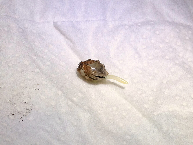 Grow25_0324_Keimung_DP