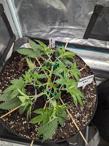 PXL_20250619_103612809