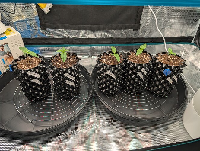 Growreport Bild 5