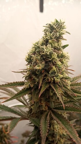 Growreport Bild 43