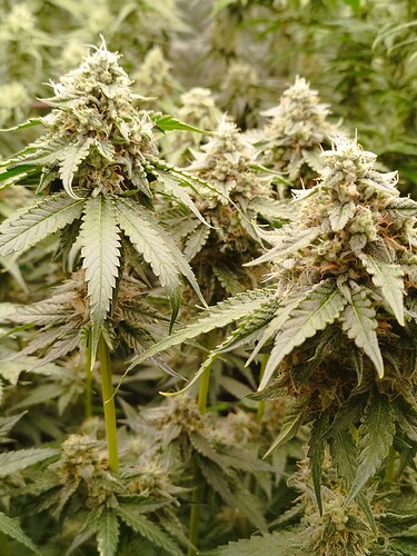 Nahaufnahme von mehreren reifen Cannabis-Pflanzen in der Blütephase, mit dicht gepackten Blütenständen und Trichomen.