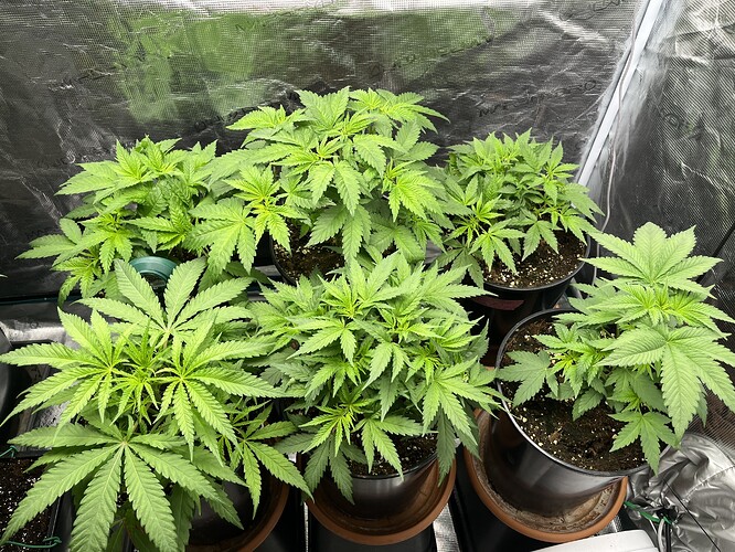 Growreport Bild 25