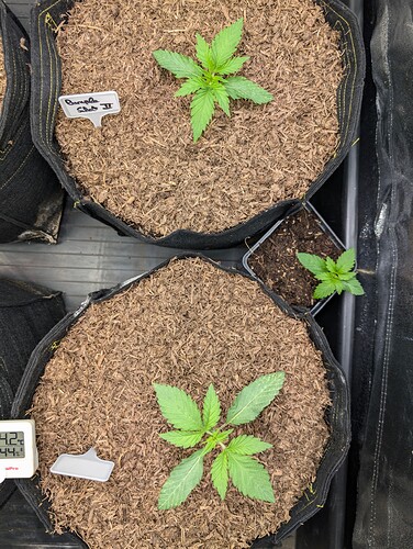 Growreport Bild 3