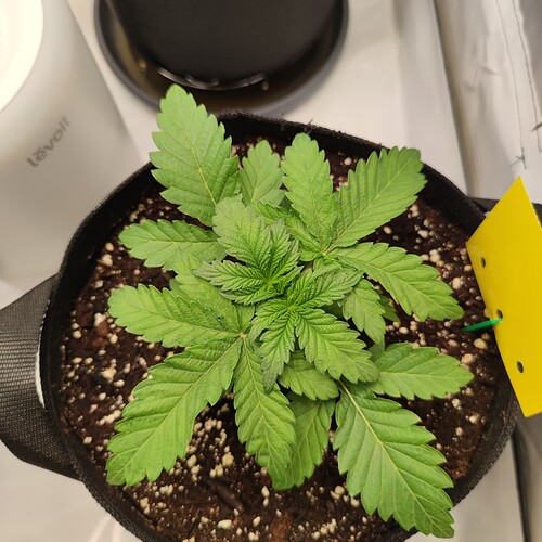 Growreport Bild 15