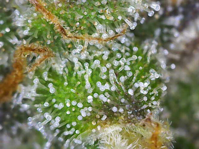 Growreport Bild 15