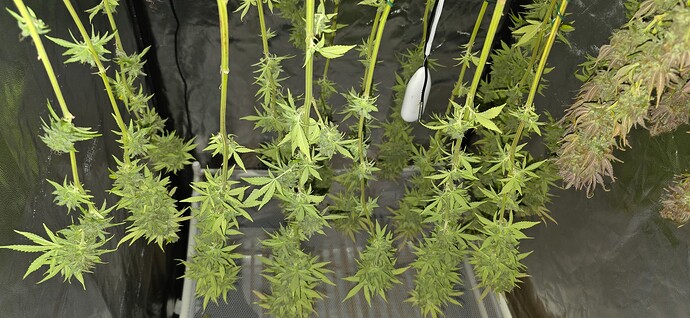 Growreport Bild 43