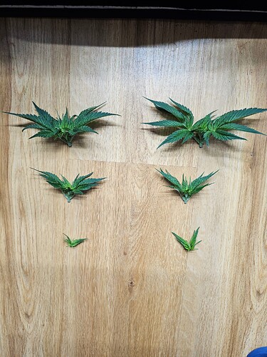 Growreport Bild 1