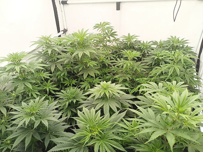 Growreport Bild 1