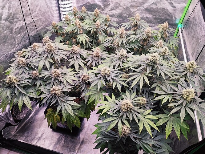 Growreport Bild 12