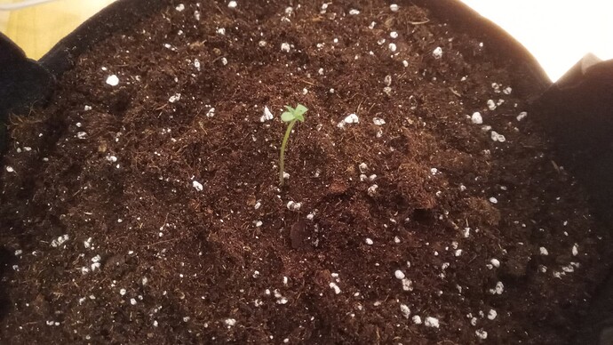 Growreport Bild 1