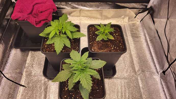Growreport Bild 44