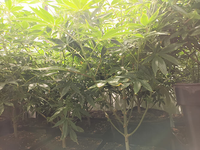 Growreport Bild 13