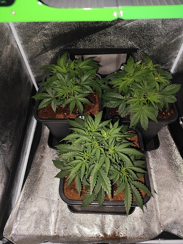 Growreport Bild 12