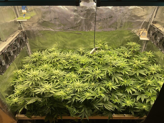 Eine Growbox mit vielen jungen Cannabispflanzen, die sich in der Wachstumsphase befinden. Mehrere Ventilatoren sind an den Seitenwänden montiert, und eine LED-Wachstumslampe hängt von der Decke.