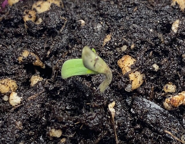Growreport Bild 7