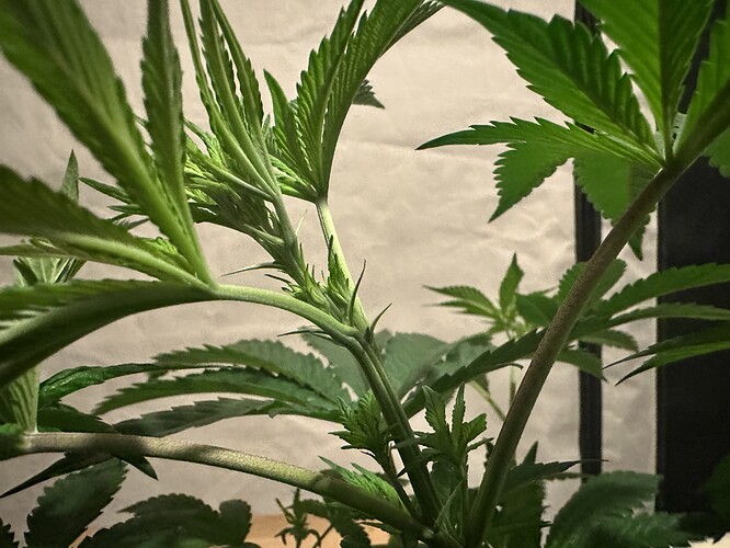 Growreport Bild 6