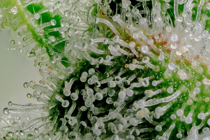 Growreport Bild 2