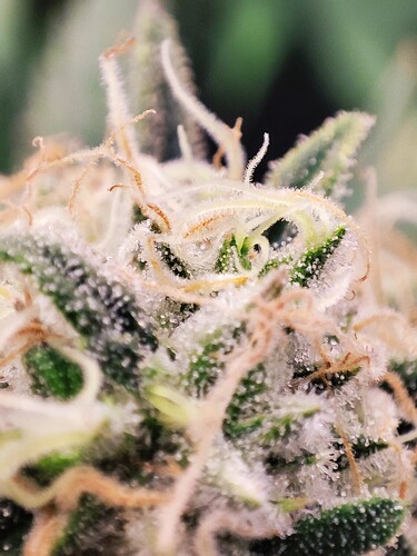 Growreport Bild 26