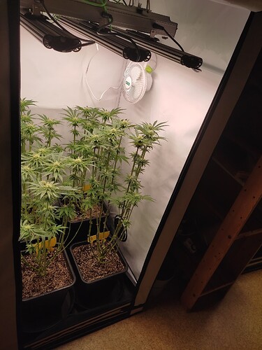 Growreport Bild 39