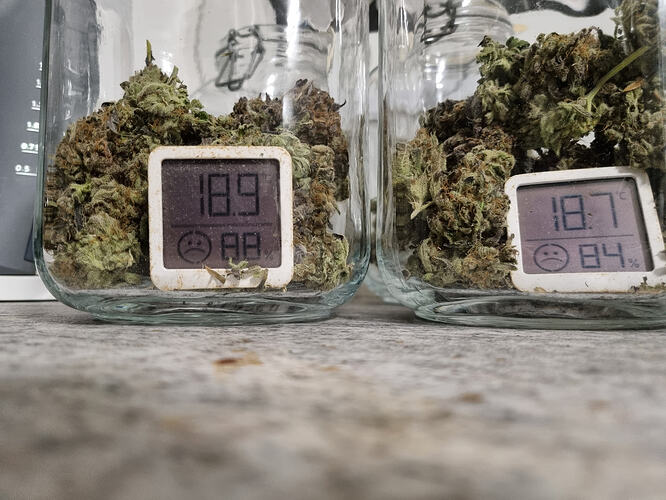 Zwei Gläser mit Cannabis-Buds, die jeweils ein kleines Hygrometer mit Temperatur- und Feuchtigkeitsanzeige enthalten.