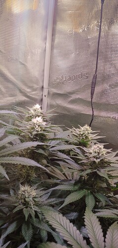 Growreport Bild 9