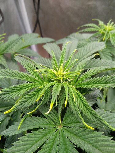 IMG_20240515_120207621