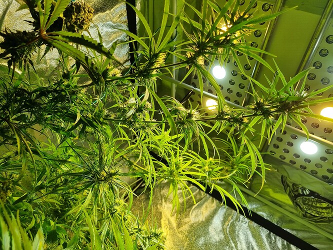 Nahaufnahme von Cannabis-Pflanzen in der Blütephase, die unter LED-Lampen in einem Growzelt wachsen.