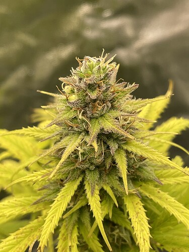 Growreport Bild 14