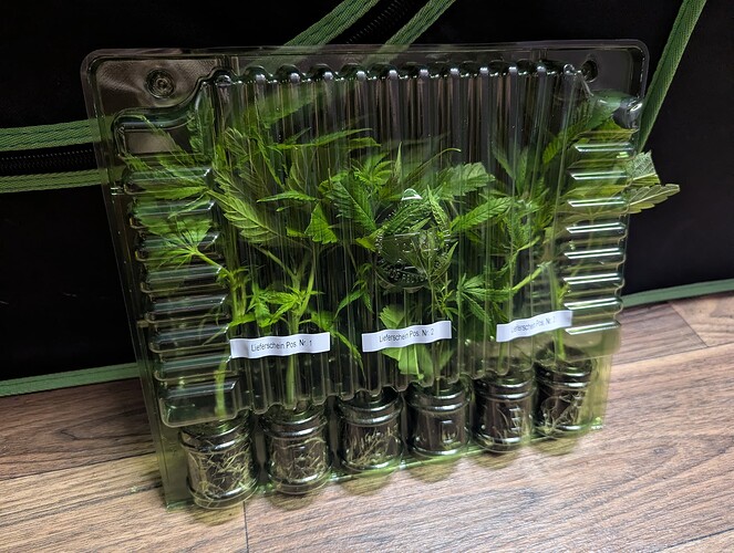 Growreport Bild 3