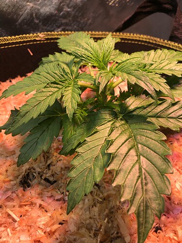 Growreport Bild 9