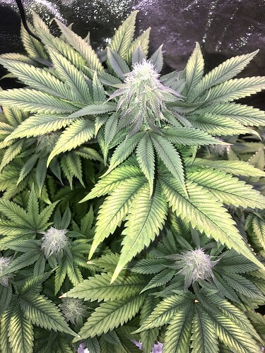 Growreport Bild 4