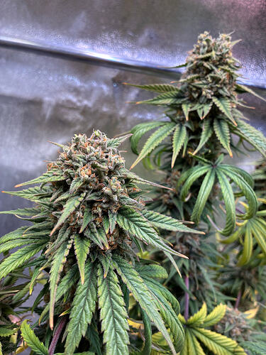 Growreport Bild 17