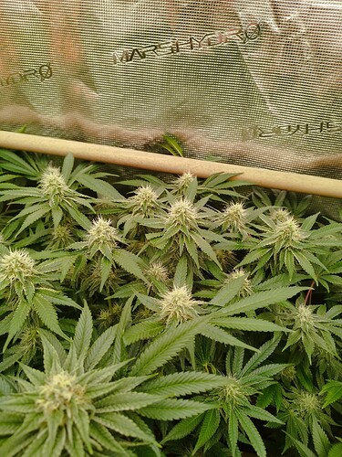 Growreport Bild 6