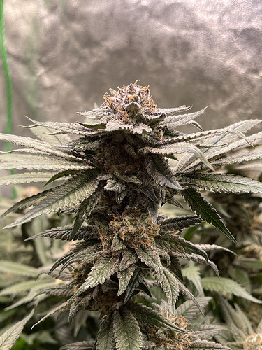 Growreport Bild 9