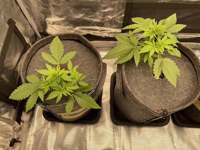 Zwei junge Cannabispflanzen in runden Stofftöpfen, die sich in einer Growbox befinden.