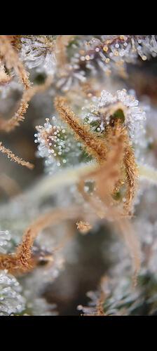 Growreport Bild 2
