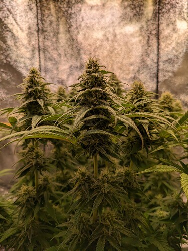 PXL_20240131_214812274.MP