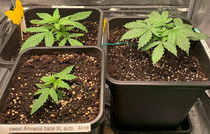 Growreport Bild 10