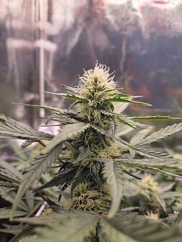 Growreport Bild 3